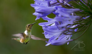 N-Volcano Hummingbird3