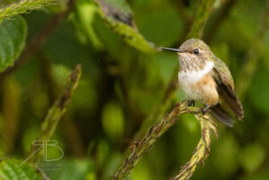 N-Volcano Hummingbird4