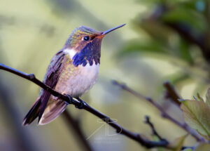 N-Volcano Hummingbird5