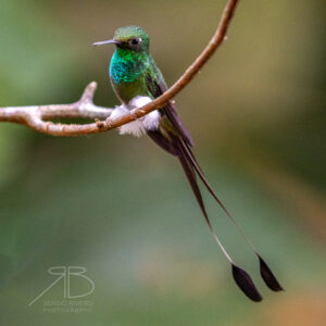 N-White-booted Racket-tail