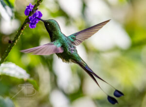 N-White-booted Racket-tail2