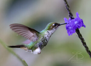 N-White-booted Racket-tail3