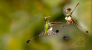 N-White-booted Racket-tail4
