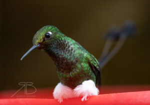 N-White-booted Racket-tail6
