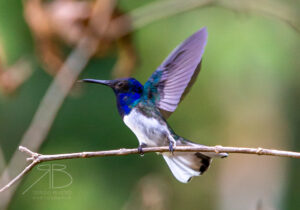 N-White-necked Jacobin2