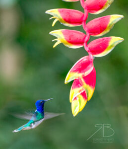 N-White-necked Jacobin3