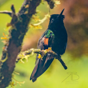 P-Black-Bellied Hummingbird