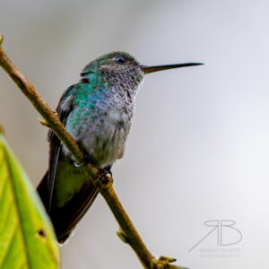 N-Blue-chested Hummingbird3