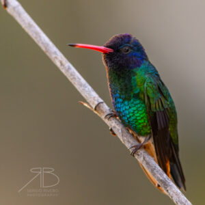 N-Blue-headed Sapphire2