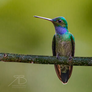 N-Charming Hummingbird7