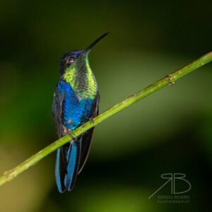 N-Crowned Woodnymph3