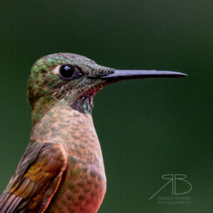 P-Fawn-breasted Brilliant