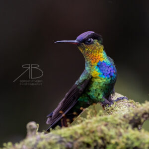 P-Fiery-throated Hummingbird