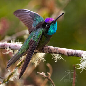 P-Talamanca Hummingbird