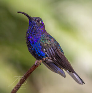 P-Violet Sabrewing