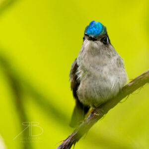 P-Violet-headed Hummingbird