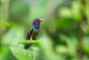 N-Blue-throated Goldentail