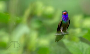 N-Blue-throated Goldentail2