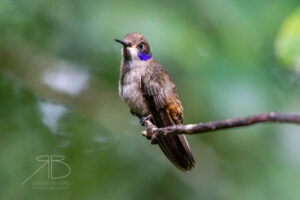 n-Brown Violetear4