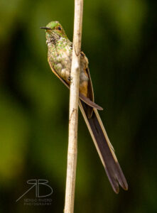 N-Black -tailed Trainbearer4