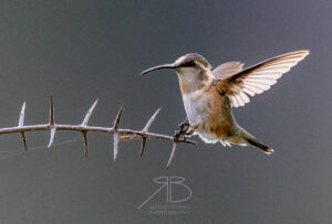 21-Beautiful Hummingbird