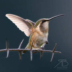 Beautiful Hummingbird