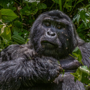 Uganda Portada