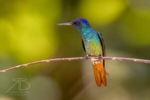 Golden-tailed Sapphire2