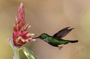 Peruvian Racket-tail5
