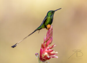 Peruvian Racket-tail