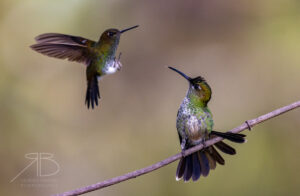 Violet-fronted Brilliant6