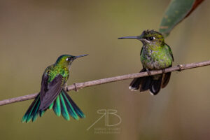 Violet-fronted Brilliant2