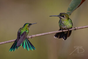 Long-tailed Sylph2