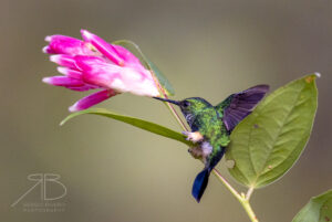 Peruvian Racket-tail2