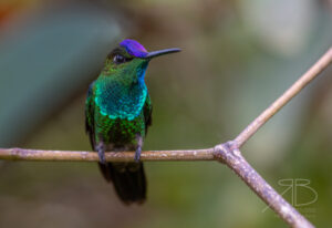 Violet-fronted Brilliant4
