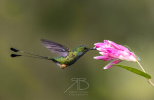 Peruvian Racket-tail3