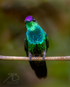 Violet-fronted Brilliant3