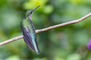 Gray-breasted Sabrewing3