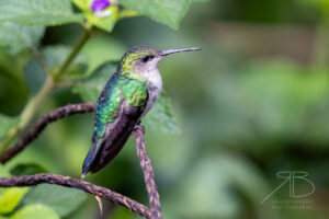 Gray-breasted Sabrewing