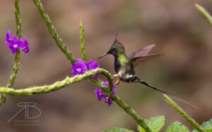 Wire-crested Thorntail3