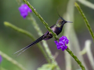 Wire-crested Thorntail4