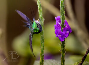 Wire-crested Thorntail