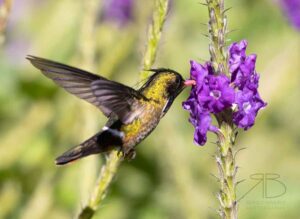 Black-crested Coquette