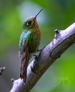 Green-tailed Trainbearer4