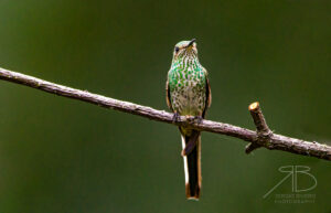 Green-tailed Trainbearer2