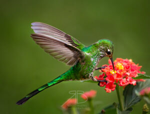 Green-tailed Trainbearer