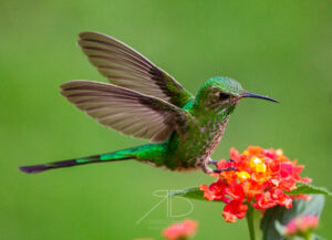 Green-tailed Trainbearer3