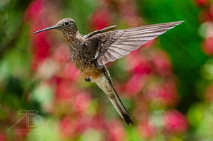 Giant Hummingbird4