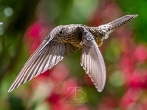 Giant Hummingbird2