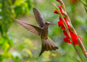 Giant Hummingbird